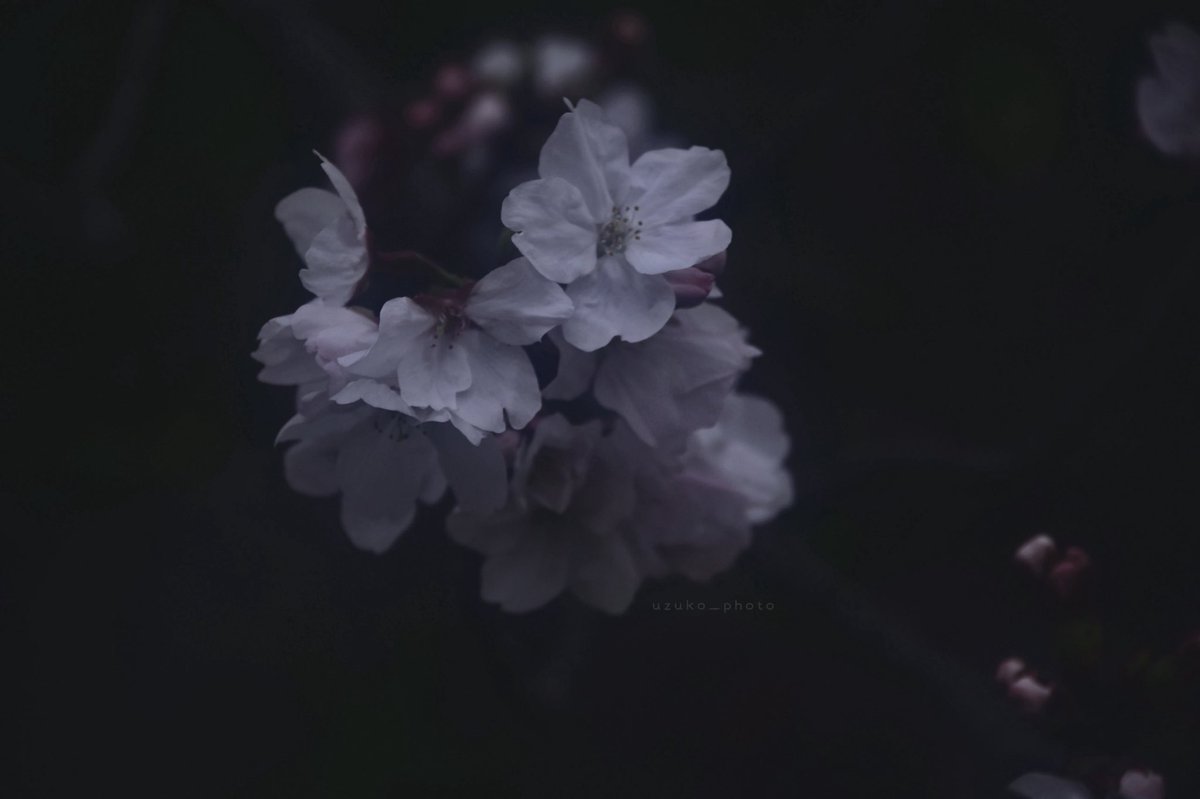 うずこ/𝚄𝚣𝚞𝚔𝚘 tweet media