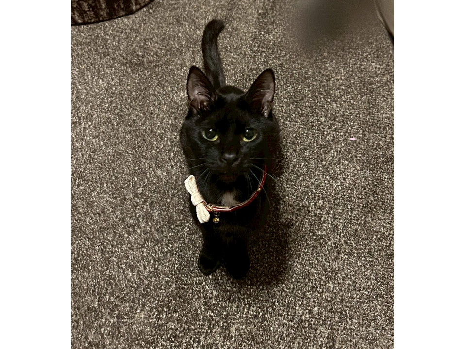 ネコジルシ里親募集《中部地方》 tweet media