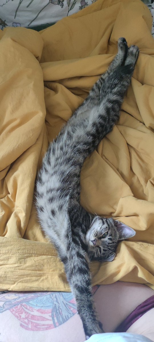 Хурма tweet media