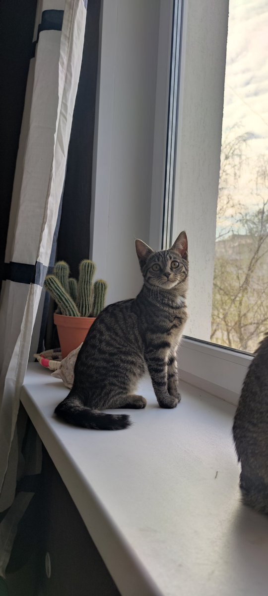 Хурма tweet media