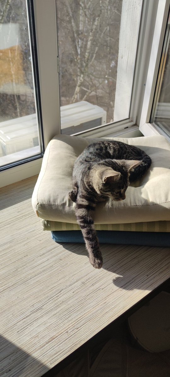 Хурма tweet media