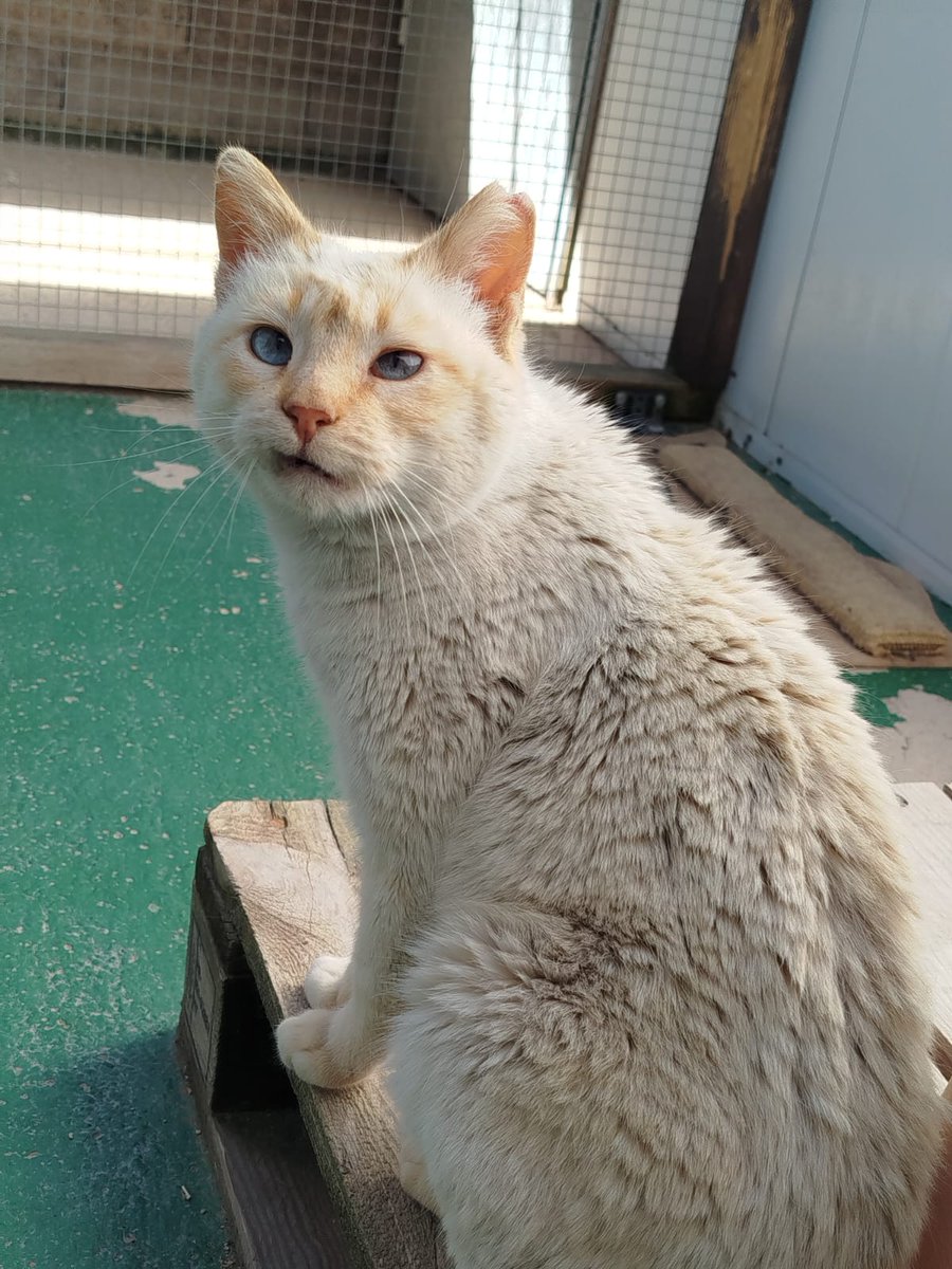 SOS Abuelos tweet media