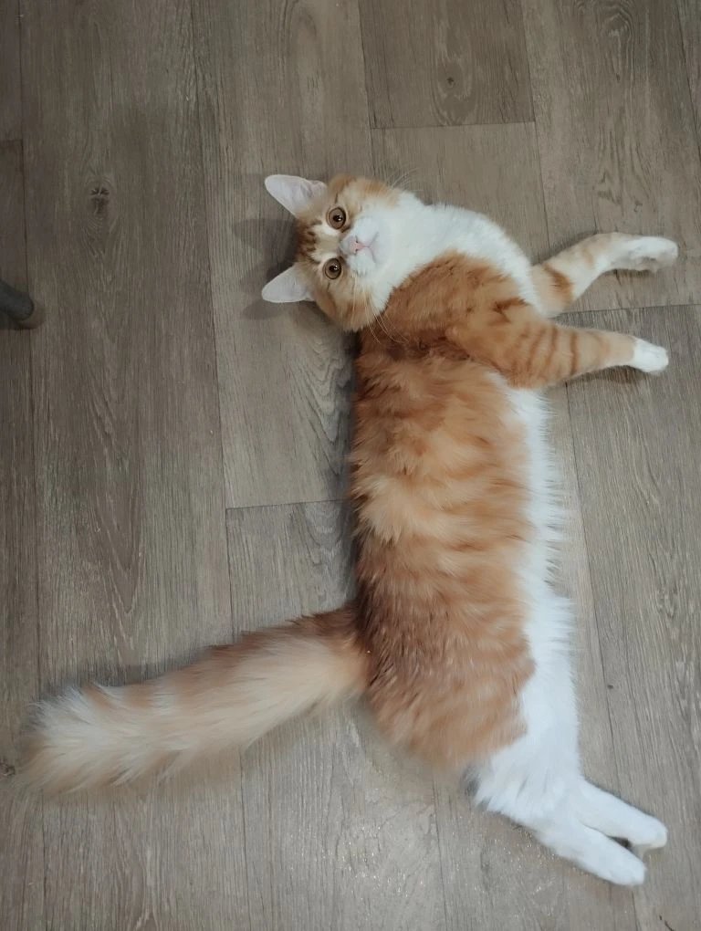 Лучик )))