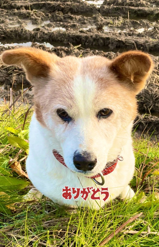 herb juta macko tweet media