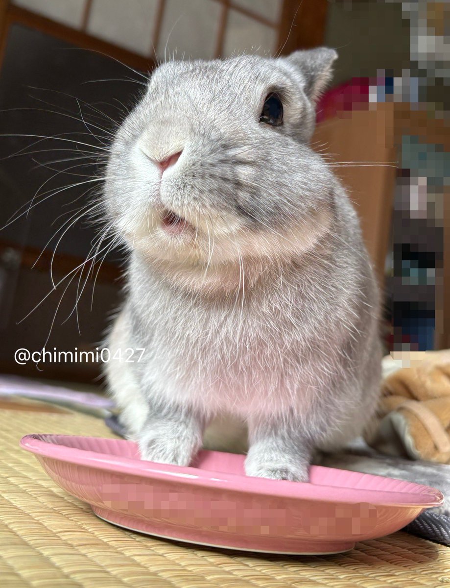 うさぎのちみ🐰🥬 tweet media
