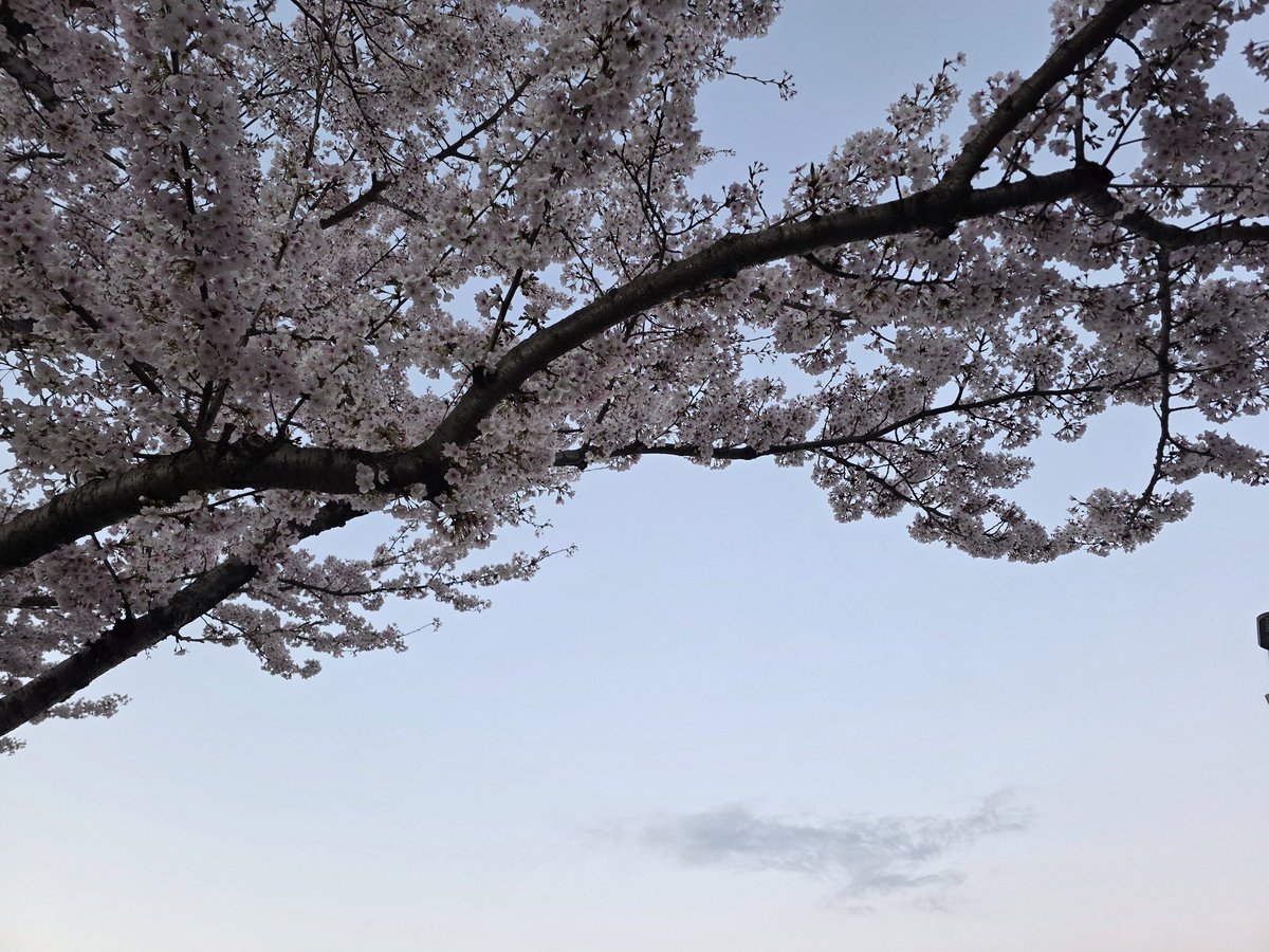 집 근처에서 찍은 벚꽃.