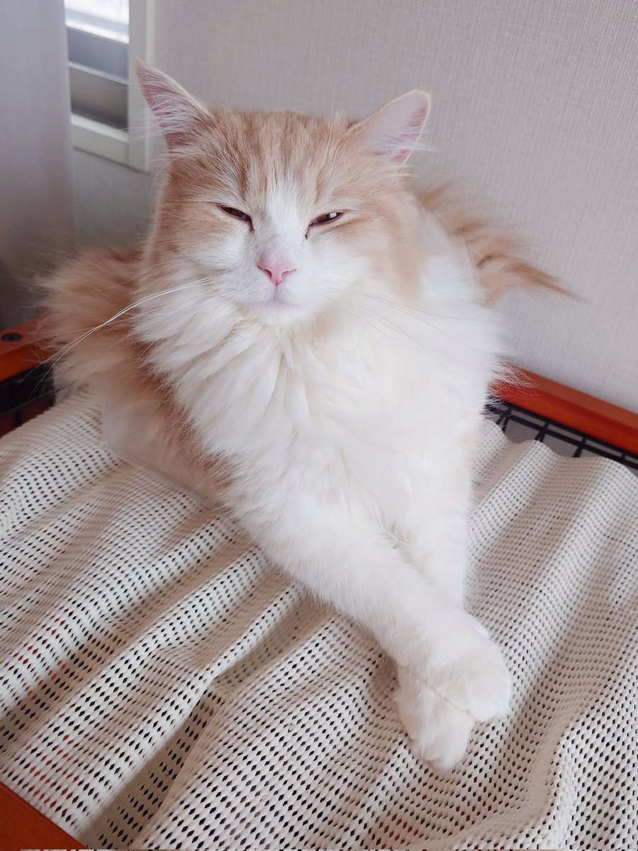 にゃあ tweet media