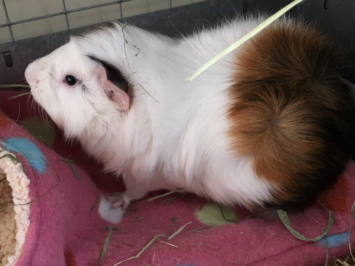 もるごろりん🫘つくりおき tweet media