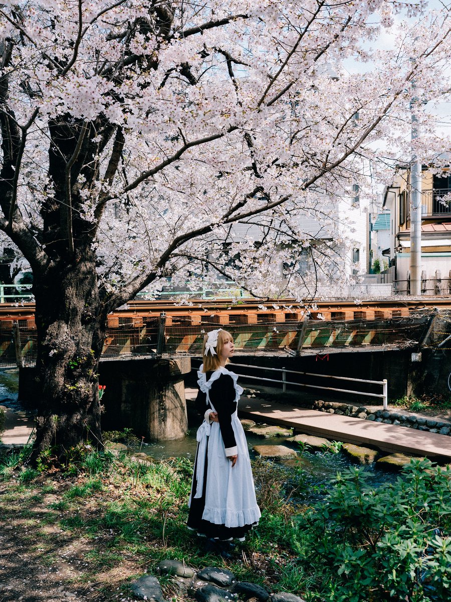 「こんなお花見日和に掃除をしろ」と あなたはそう仰るのですか?