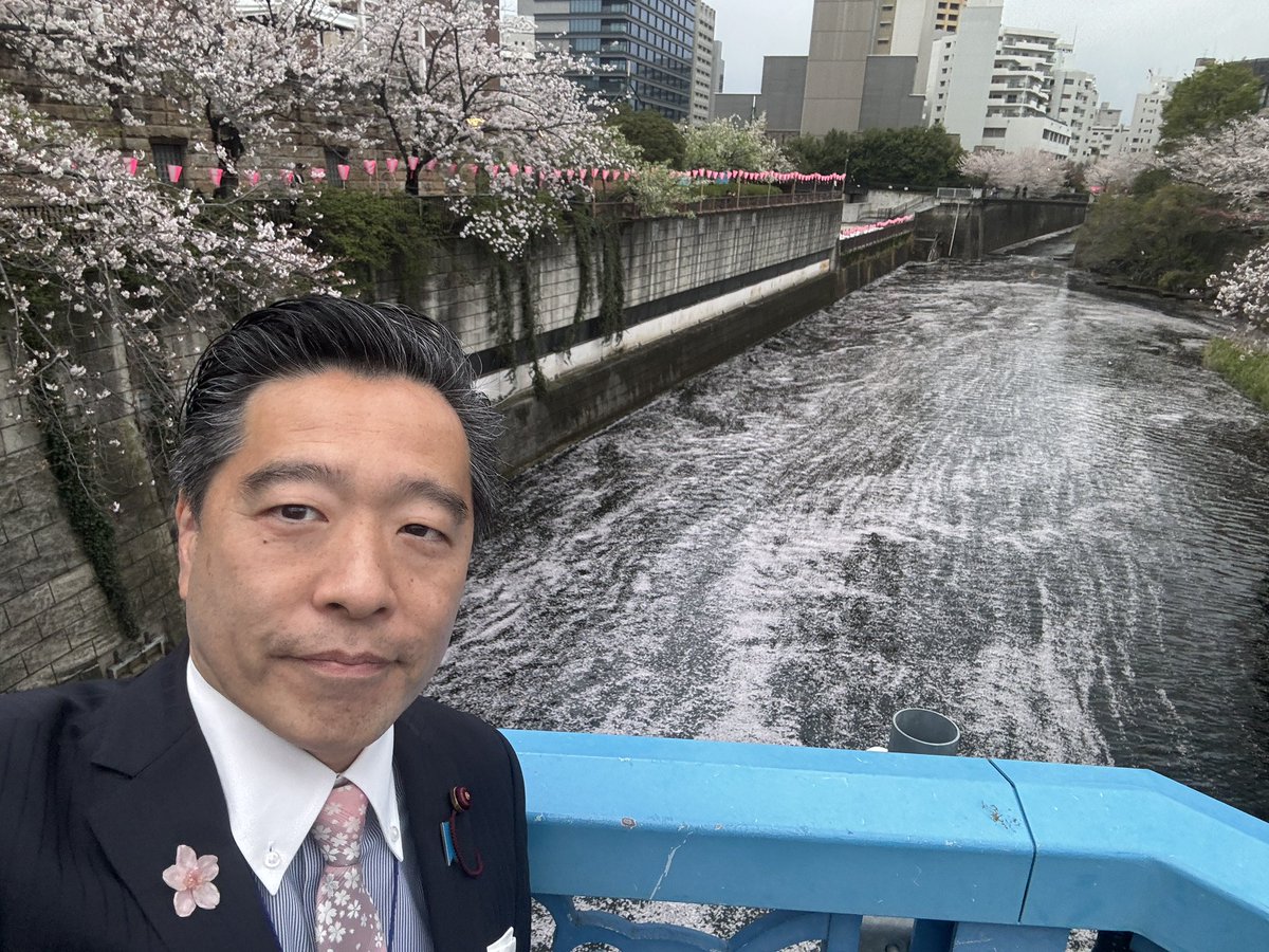 onose_meguro's tweet image. 本日の中目黒
14時のパトロール。

何度も言います。
中目黒、目黒川。

桜のライトアップは3月31日で終了。
ぼんぼりの店頭も4月2日で終了しています。

今日は風が強く、桜の花が散って、見事な花筏に。
今晩から朝にかけて　雨風が強くなりますのでお気をつけ下さい。

#中目黒　#目黒川　#目黒区