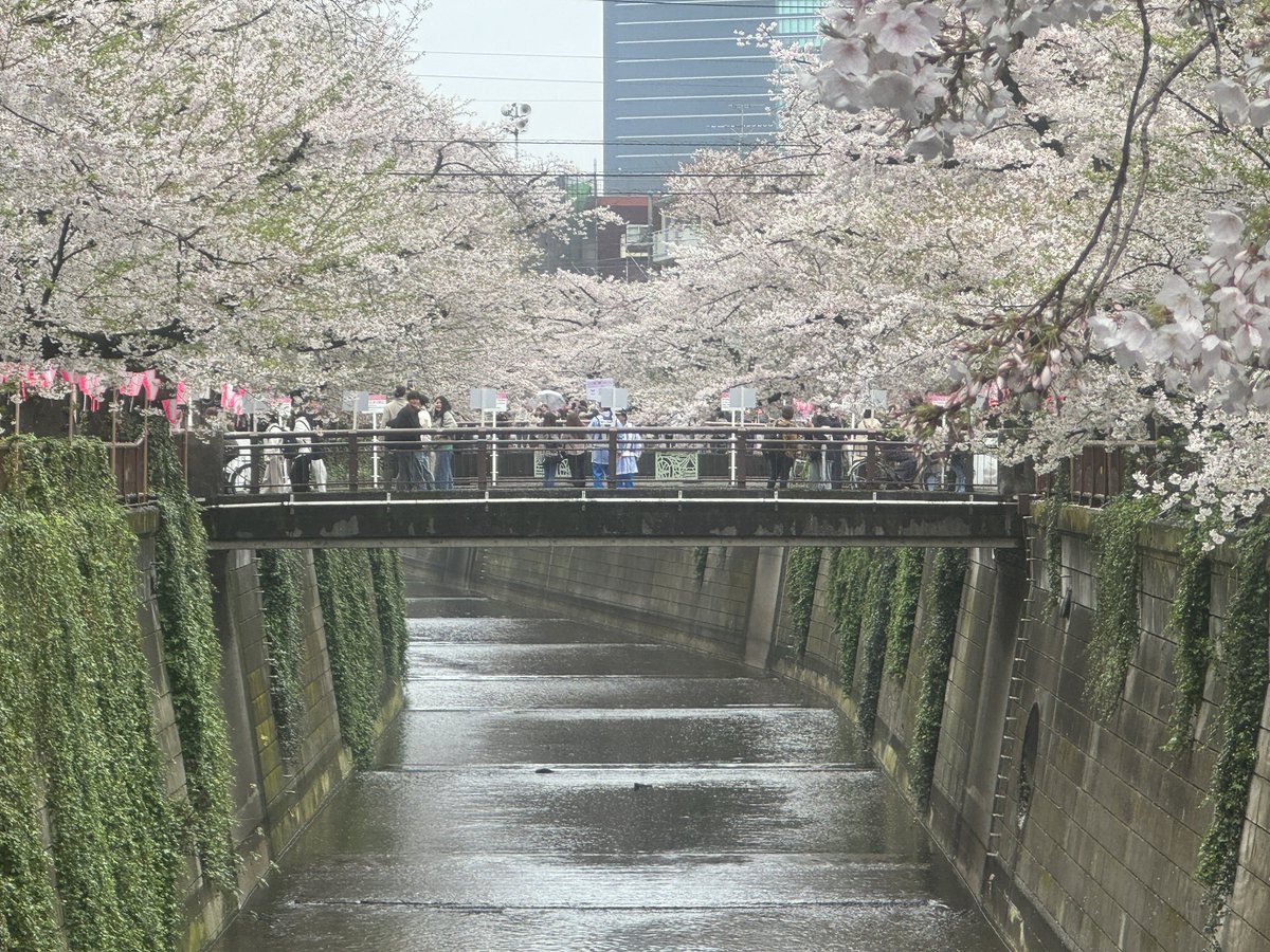 onose_meguro's tweet image. 本日の中目黒
14時のパトロール。

何度も言います。
中目黒、目黒川。

桜のライトアップは3月31日で終了。
ぼんぼりの店頭も4月2日で終了しています。

今日は風が強く、桜の花が散って、見事な花筏に。
今晩から朝にかけて　雨風が強くなりますのでお気をつけ下さい。

#中目黒　#目黒川　#目黒区