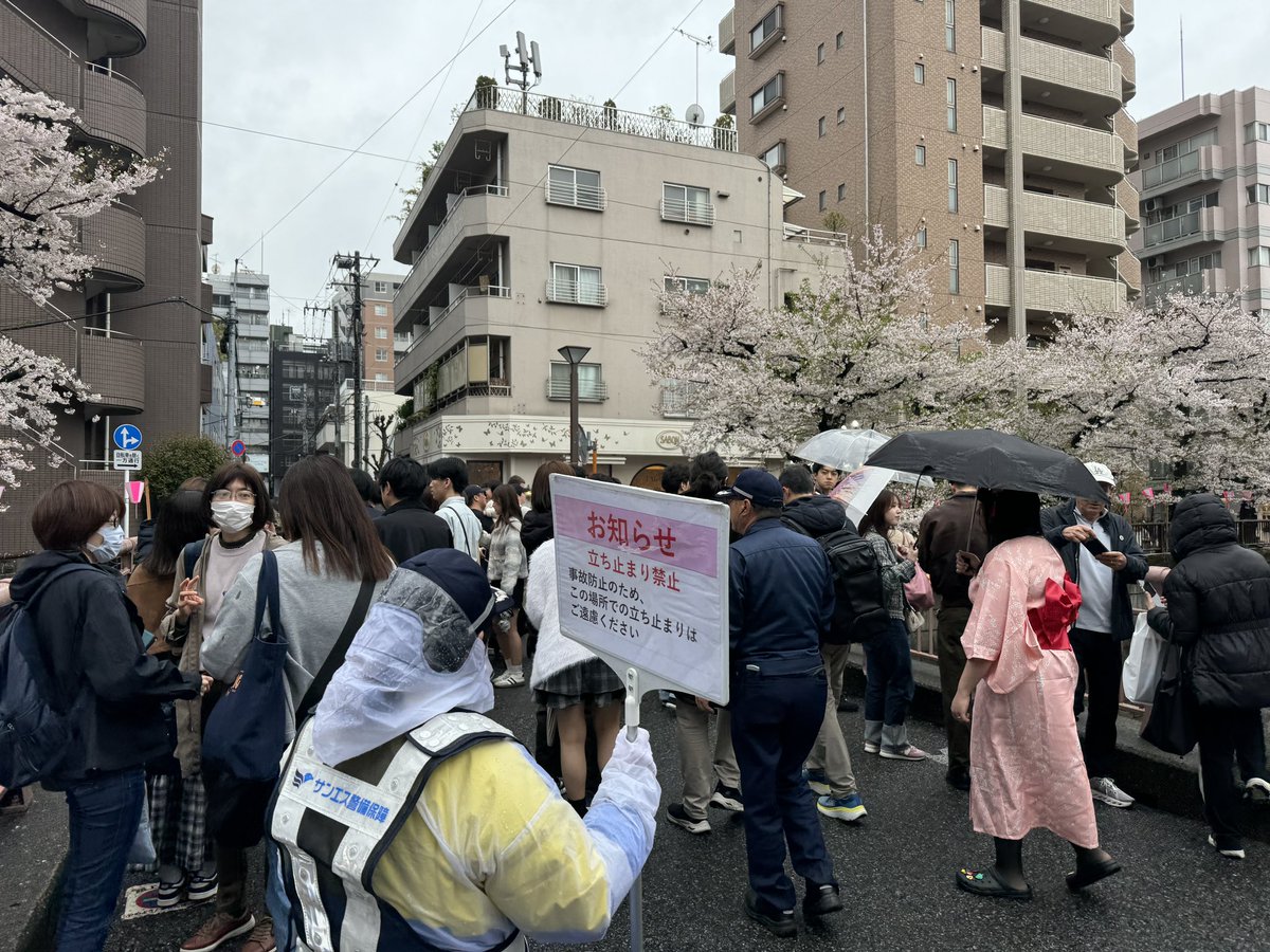 onose_meguro's tweet image. 本日の中目黒
14時のパトロール。

何度も言います。
中目黒、目黒川。

桜のライトアップは3月31日で終了。
ぼんぼりの店頭も4月2日で終了しています。

今日は風が強く、桜の花が散って、見事な花筏に。
今晩から朝にかけて　雨風が強くなりますのでお気をつけ下さい。

#中目黒　#目黒川　#目黒区