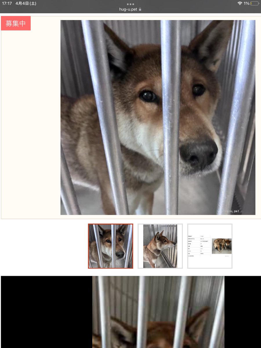 みよちゃん2018 tweet media