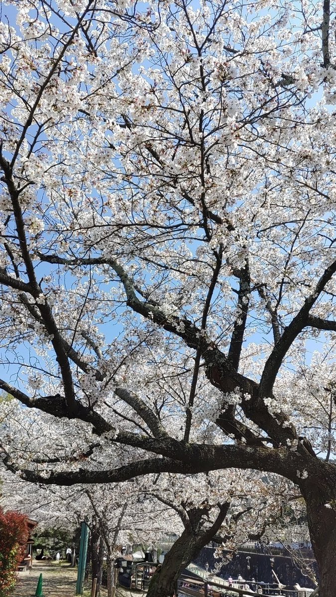 パーシー tweet media