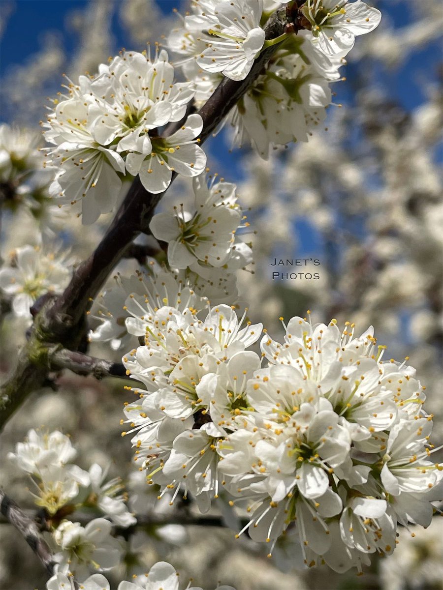shypixie76's tweet image. Good morning ☕️ 
Blackthorn in full blossom 💙🍃
Such a wonderful sight seeing the trees and hedgerows in full blossom against a bright blue sky. Have a lovely weekend everyone. 
#BlossomWatch #Blossom 
#Wildflowers #FlowerPhotography 
#ThePhotoHour #Photography 
@nationaltrust