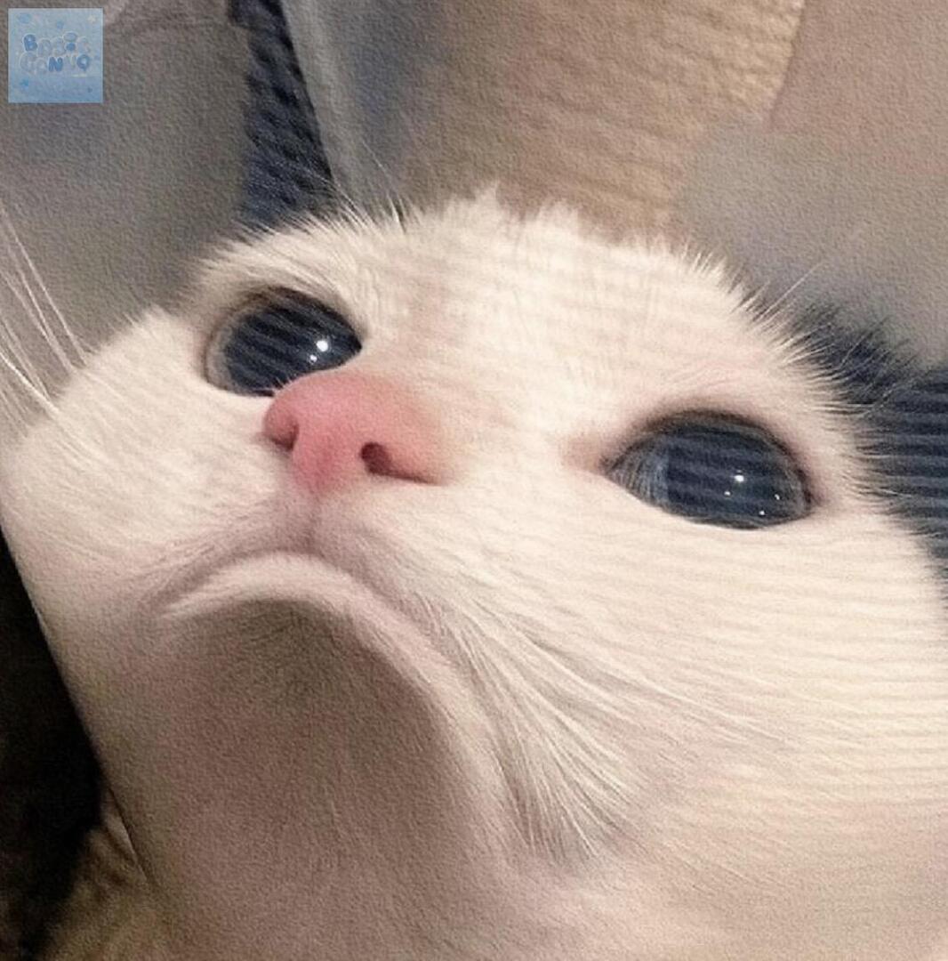 aeraa 🦖🦖 tweet media