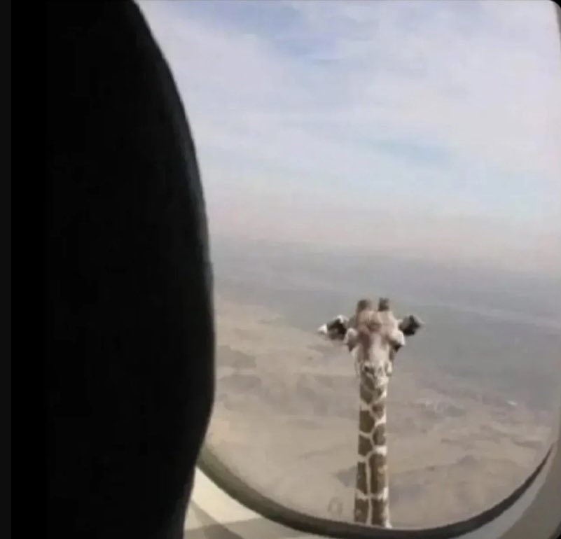 BANTI ROY🕊️🇩🇪 tweet media