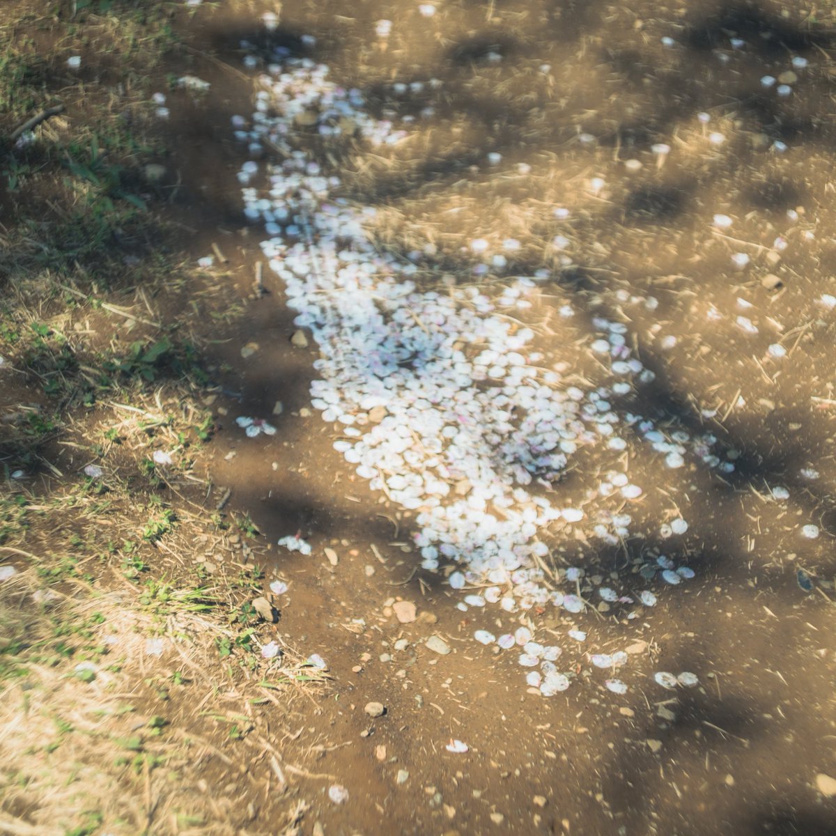 杉本健太/写真家 tweet media