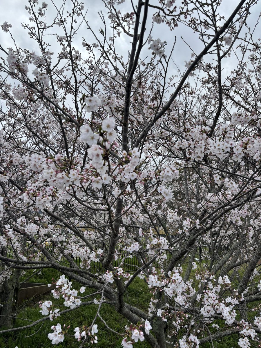 カオヤ tweet media