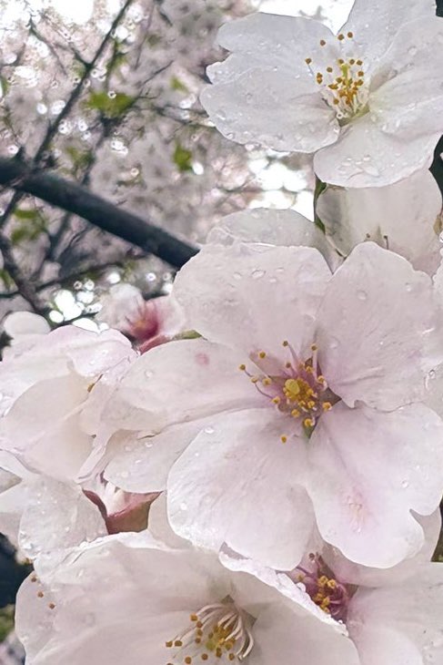 こん ゆうき🐼△ tweet media