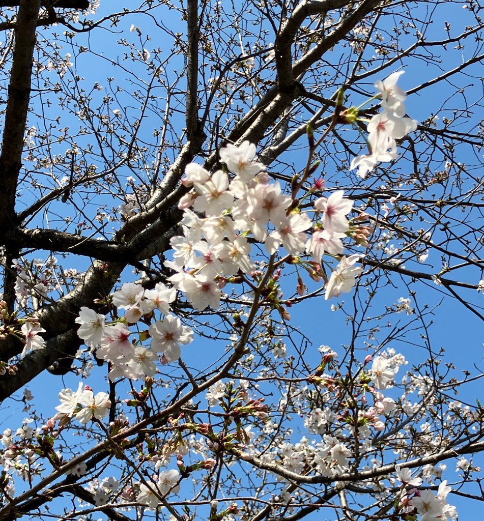 宇田満里子(うだまりこ) tweet media