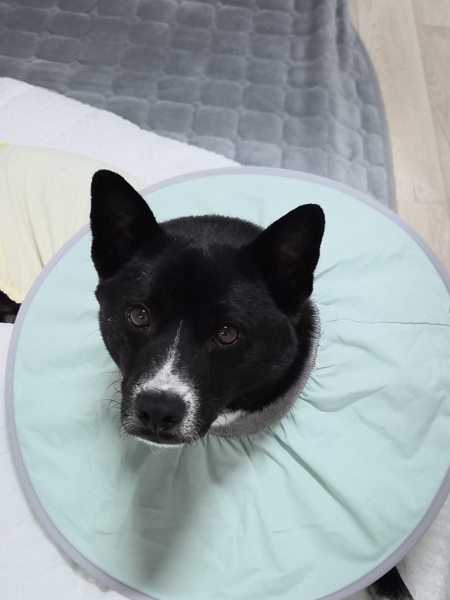 가족 찾고 있는 미쯔🐶 tweet media