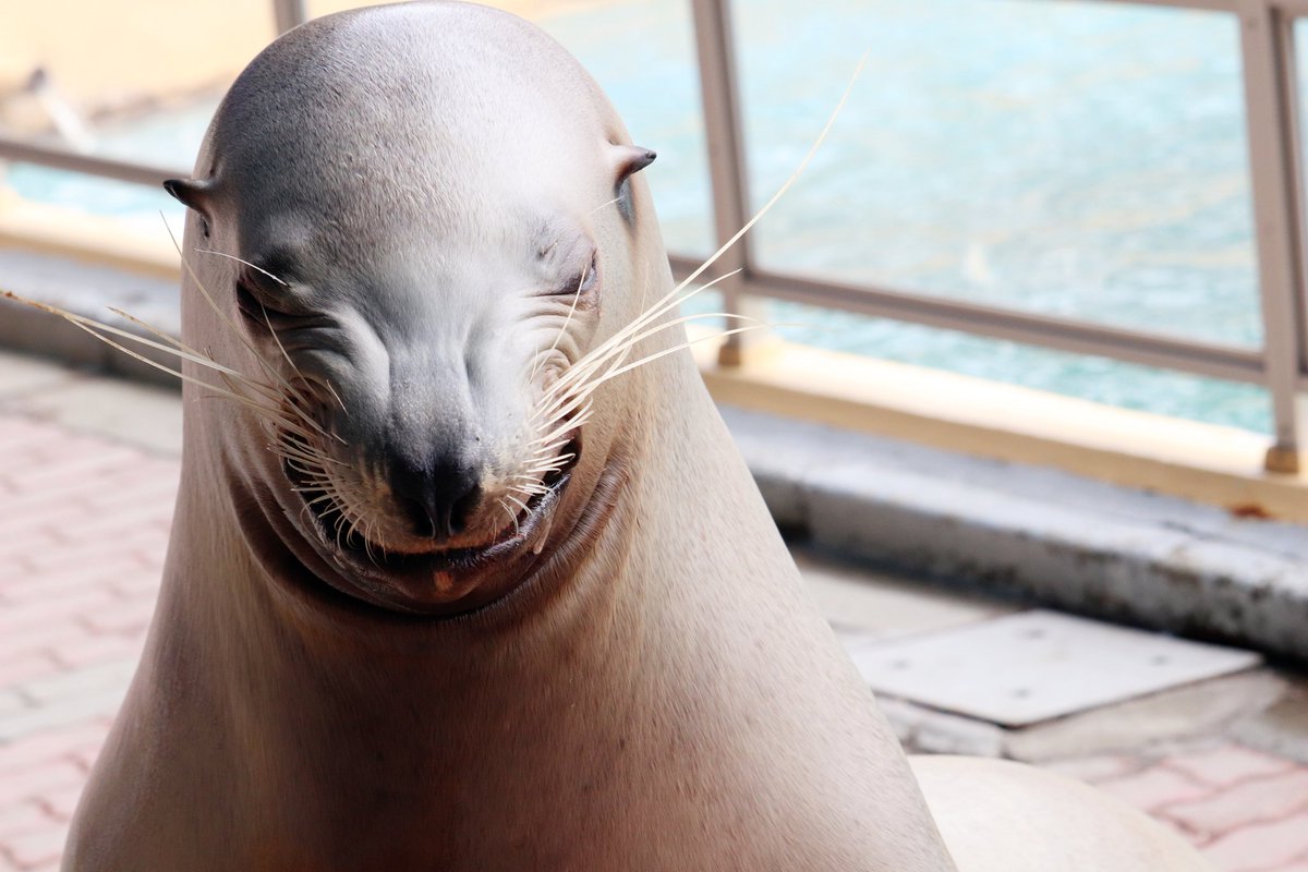 桂浜水族館 公式 tweet media