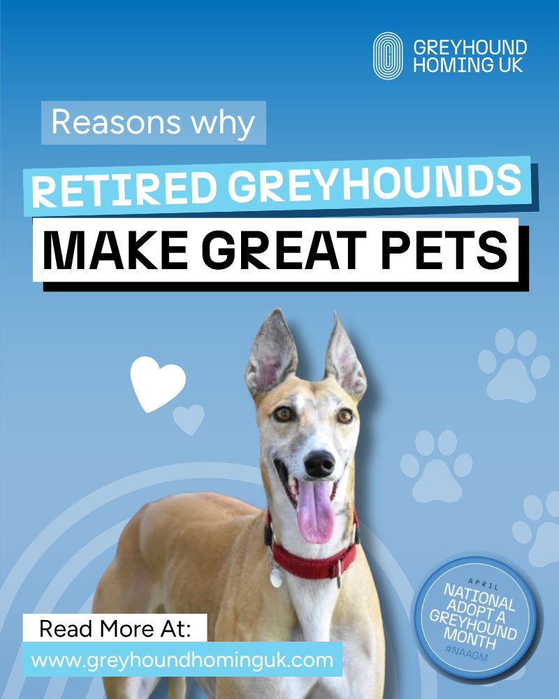 Greyhound Homing UK tweet media