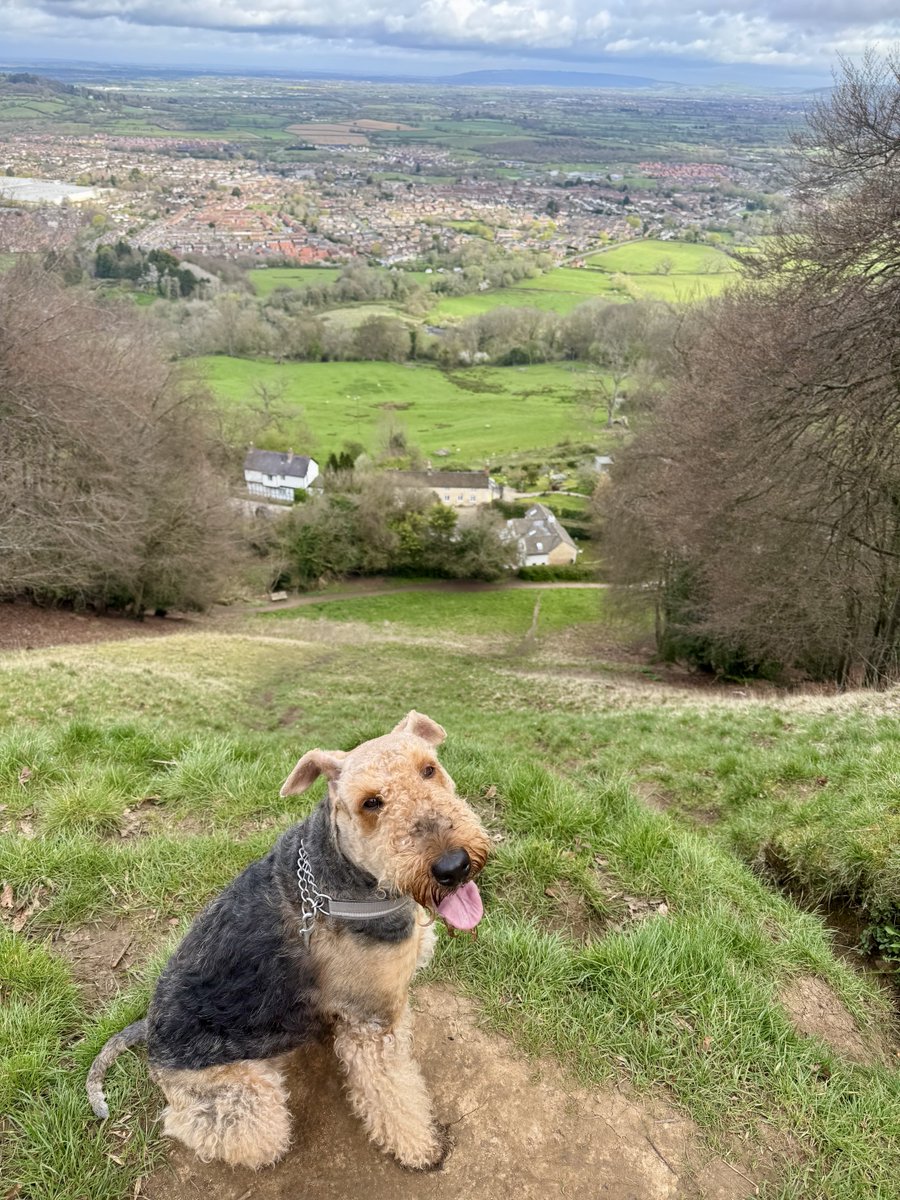 Ralf Bat ๐ฆ Dog & Margo (Moo) tweet media