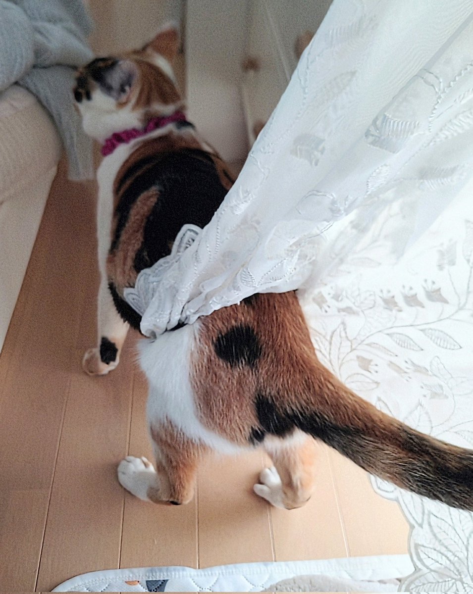 ๅ๐พใ่ฟไบ้
ใใใกใง็ณใ่จณใใใพใใ๐โโ๏ธ๐ฆ tweet media