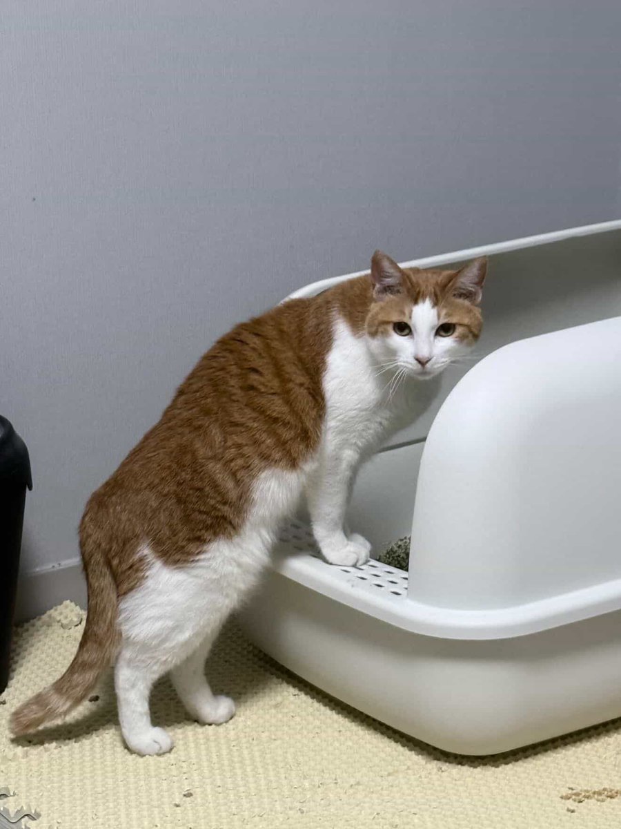 보광동 고양이들 tweet media