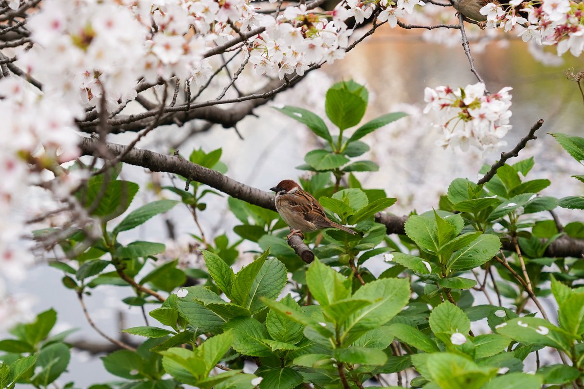 teteriko2's tweet photo. 雀桜と一緒に

#写真好きな人と繋がりたい 
#キリトリセカイ https://t.co/mM9Pxfd6ji