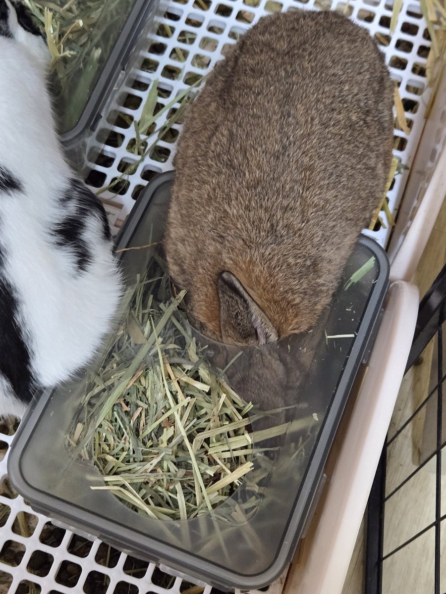 나의 툭툭이🐢 tweet media