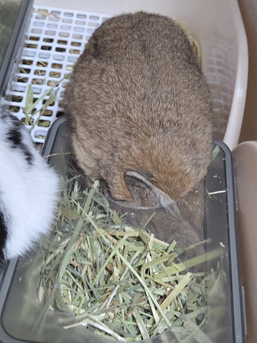 나의 툭툭이🐢 tweet media