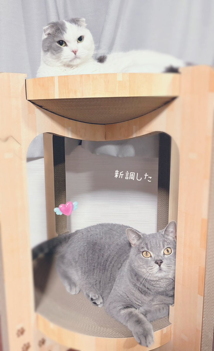 なおやみか tweet media