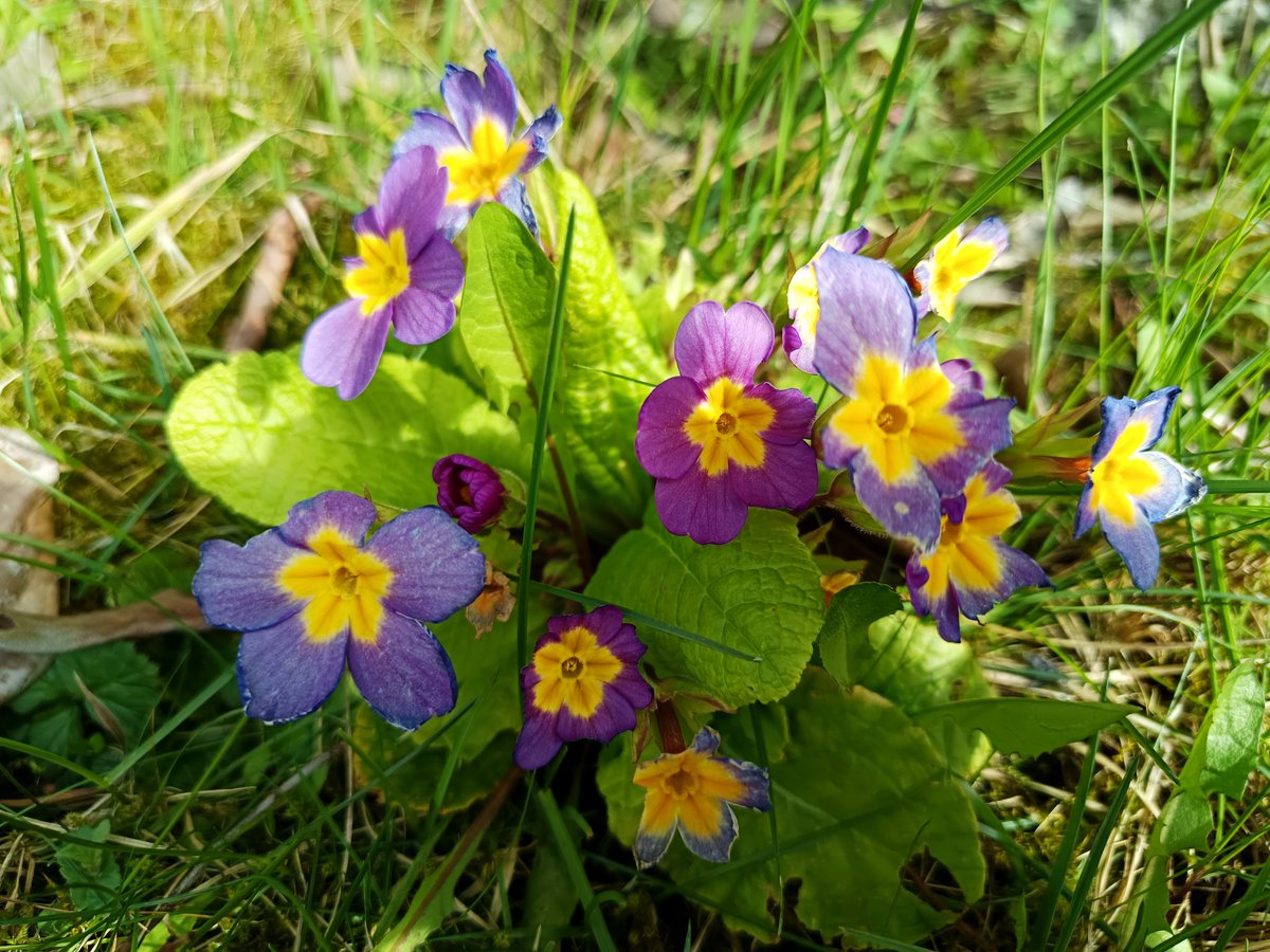 Protonaandy's tweet image. What is my colour ?
Asks the flowers with a smile 😊 
#flowers #NatureIsMagic #smile #SaturdayStories