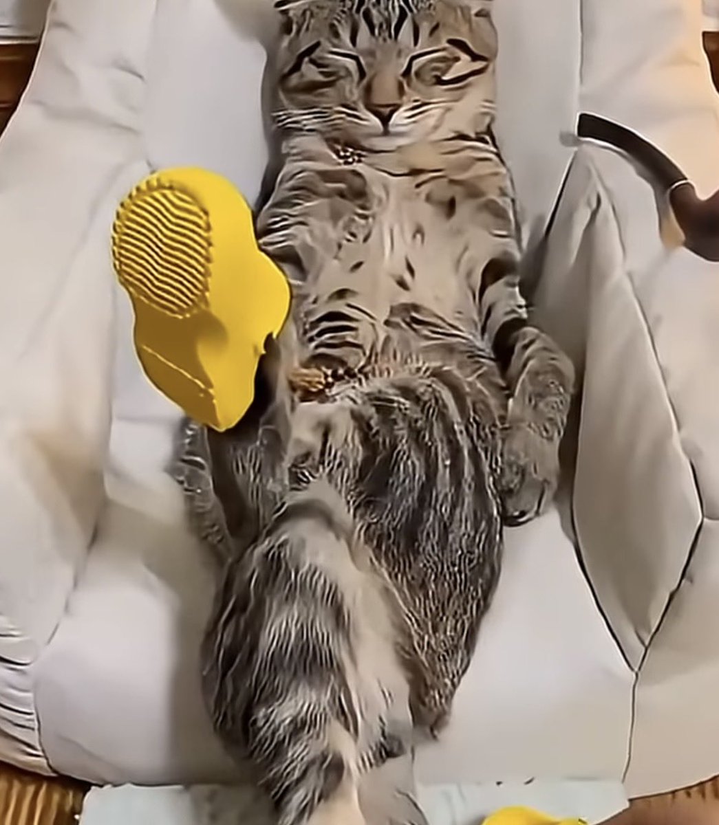 ラテ様 tweet media