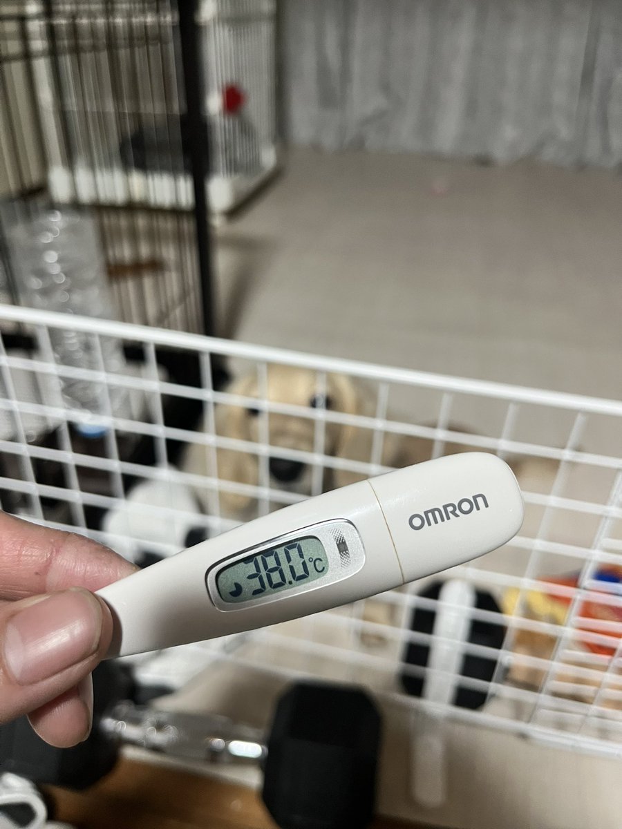 ぼくがあみの🍀 tweet media