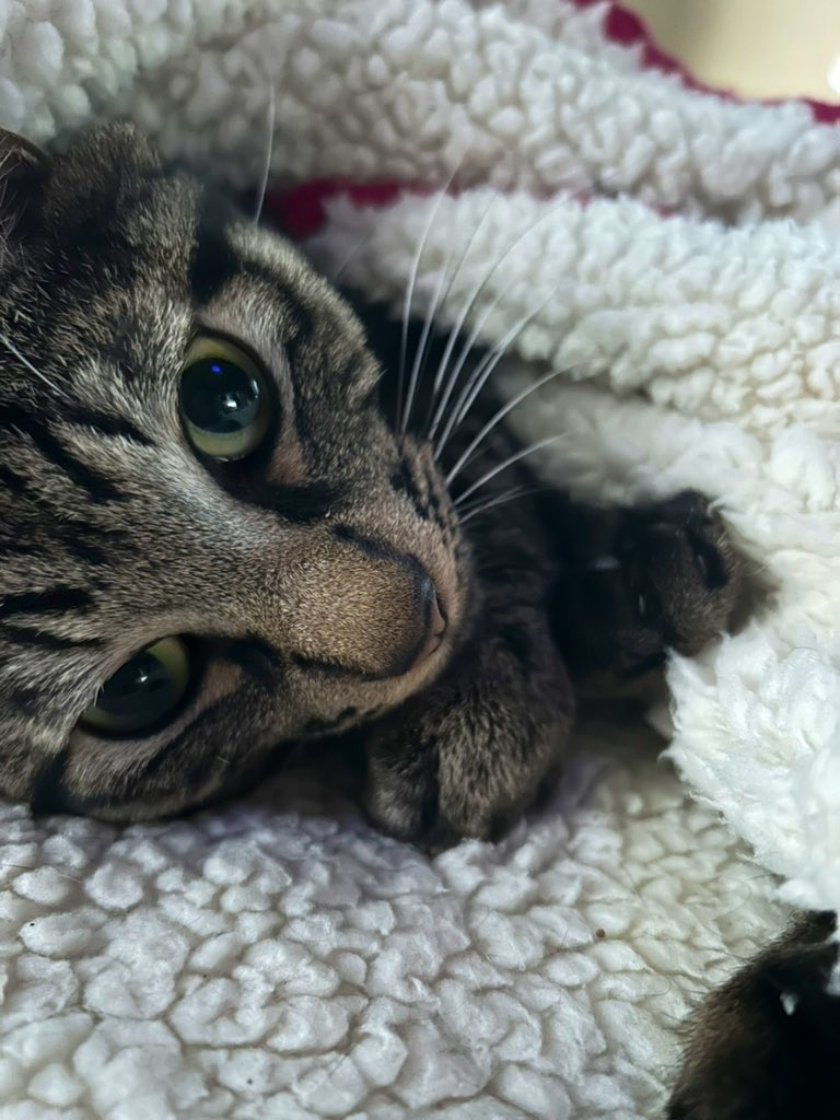 たまごかけみかん ぽんぽこﾆｬｰﾝ(半分猫垢)₍ᐢ⓿ᴥ⓿ᐢ₎TKM@CBR650F tweet media