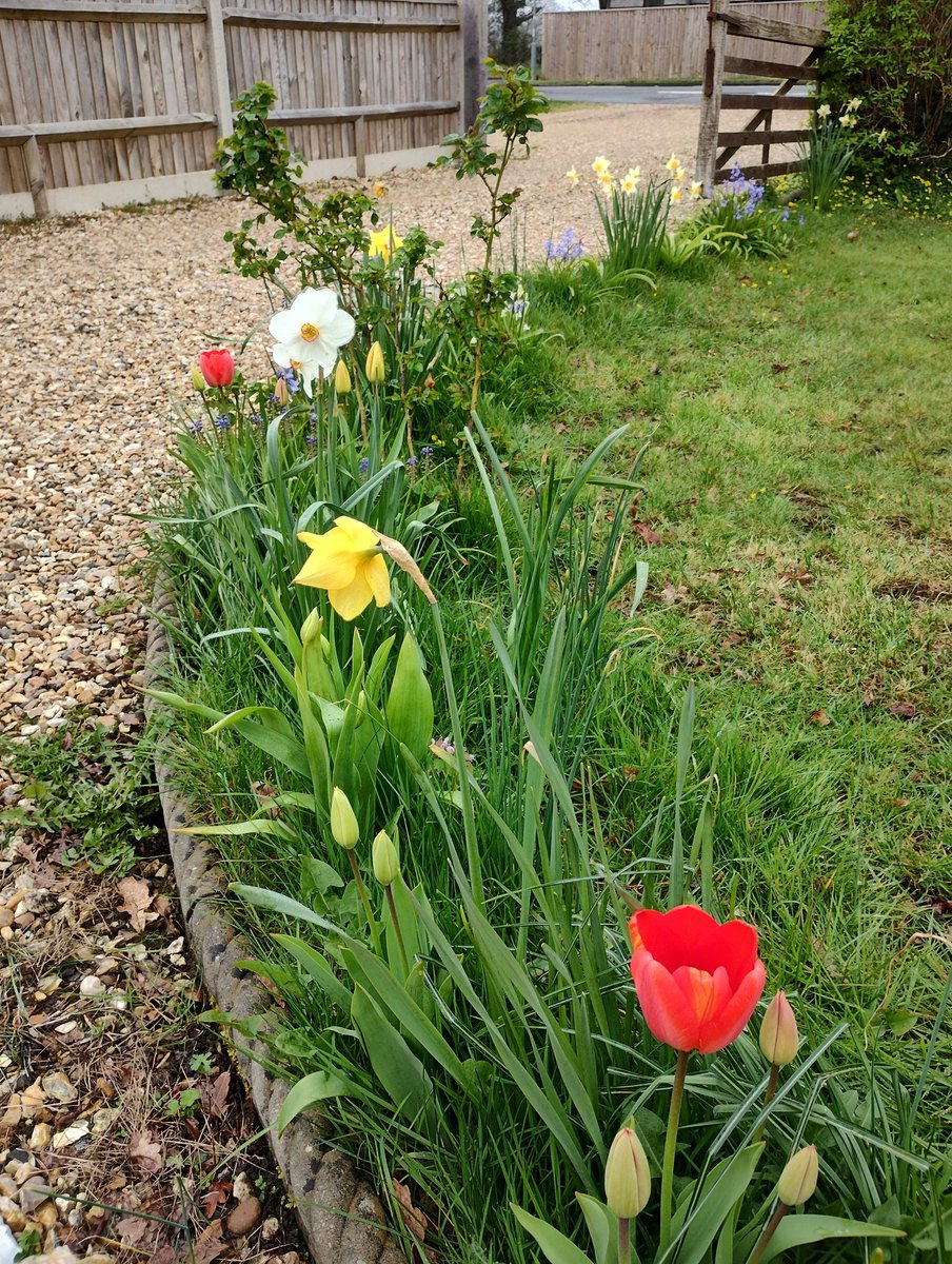 pmillar53's tweet photo. Great to see tulips flowering while the daffodils are still out. https://t.co/kv71nMqFHH