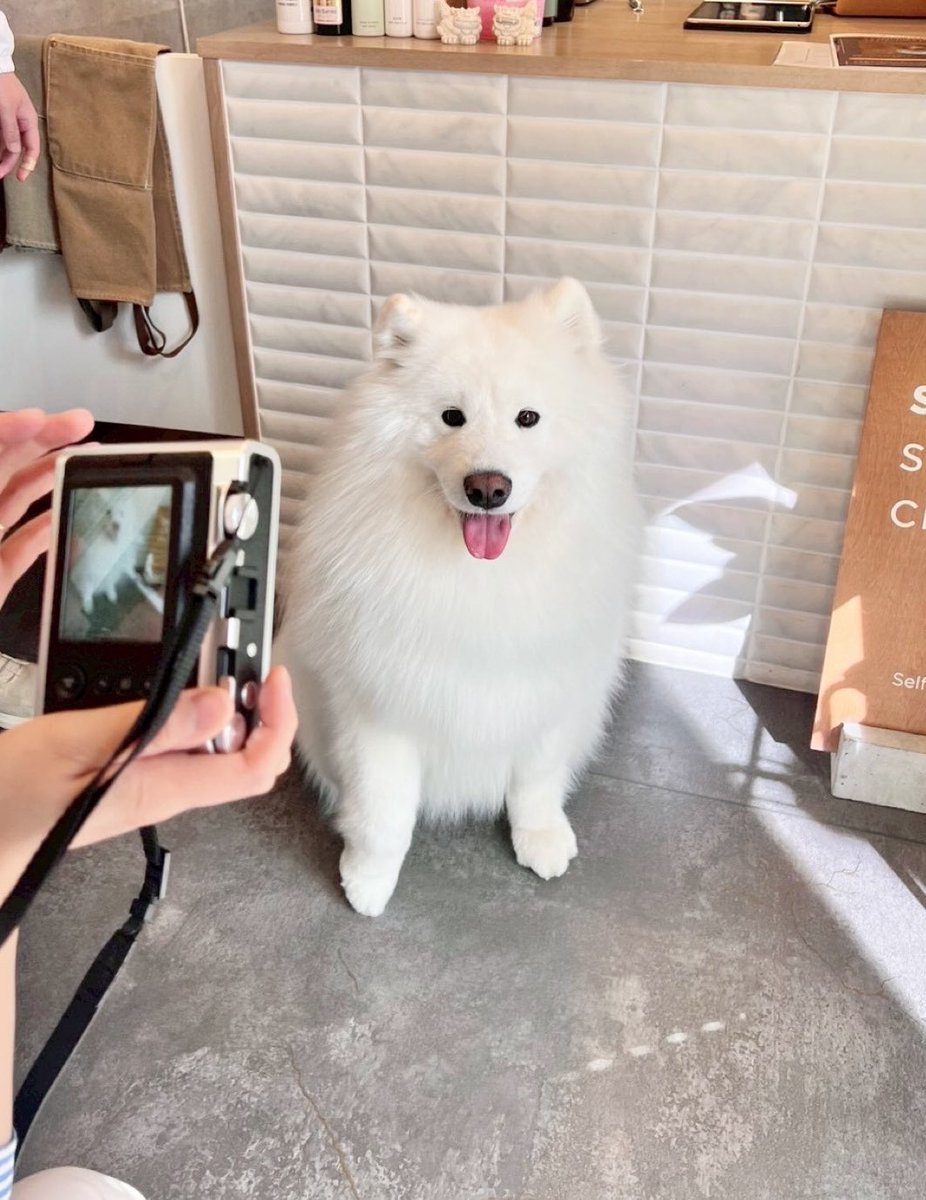 THE DAZS ダッツファミリーCh. tweet media