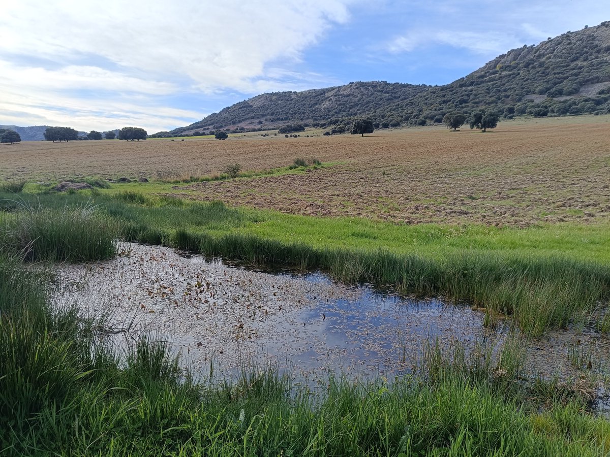 Alimañas tweet media