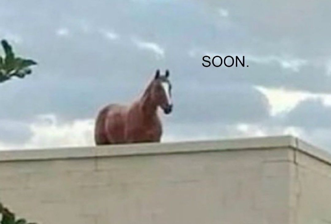 horse dentist tweet media