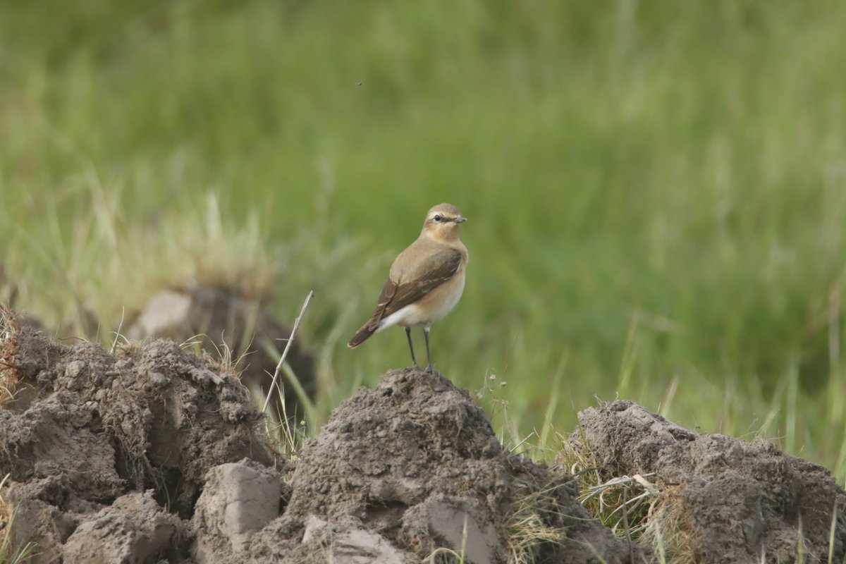 Alimañas tweet media
