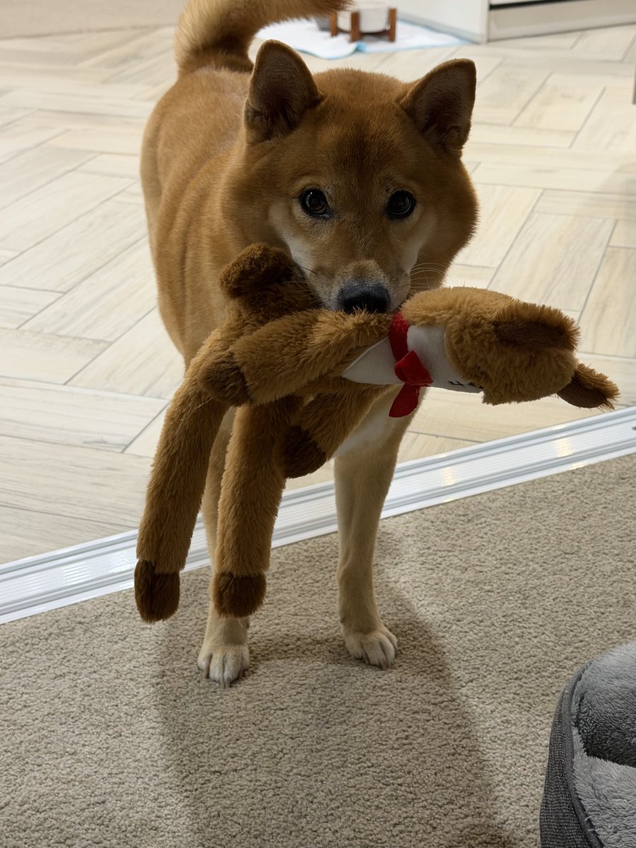 David Wowee tweet media