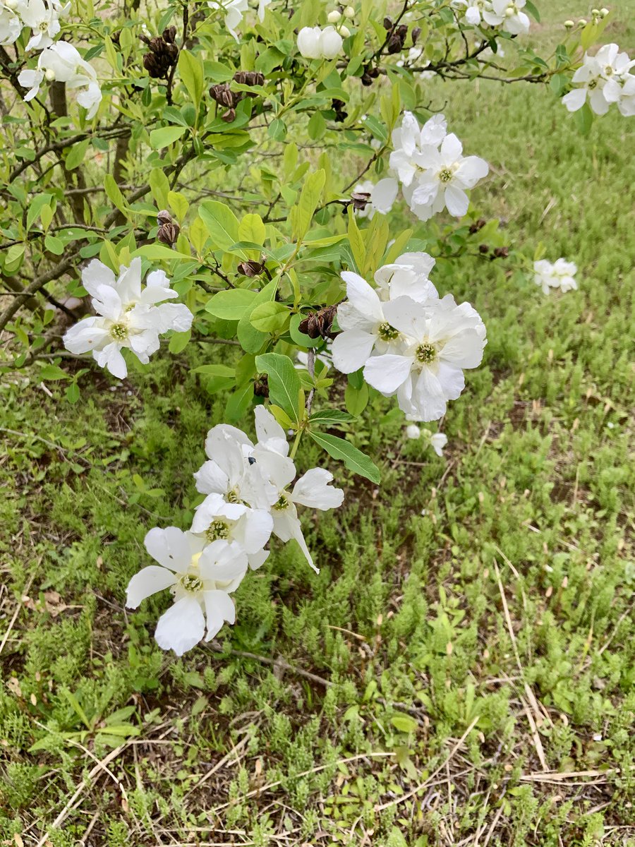 常吉（ツネキチ）🎣 tweet media