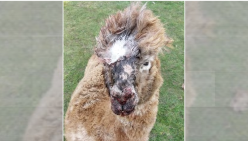 ITV News Anglia tweet media