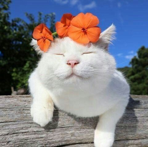 🐻🍊 tweet media