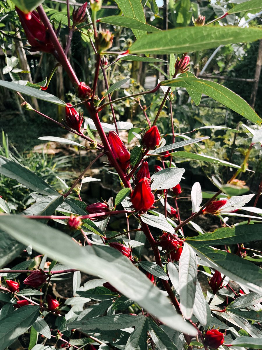 firgiawanrist tweet media