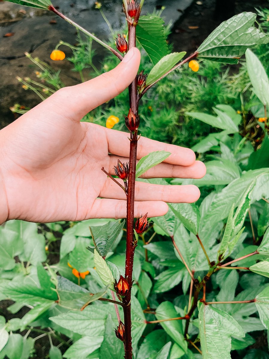 firgiawanrist tweet media